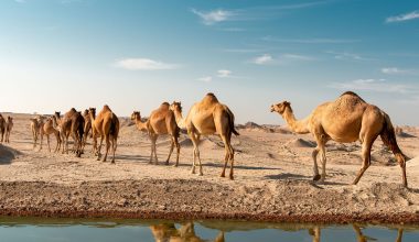 Ο λόγος που οι καμήλες στη Σαουδική Αραβία θα αποκτήσουν διαβατήρια