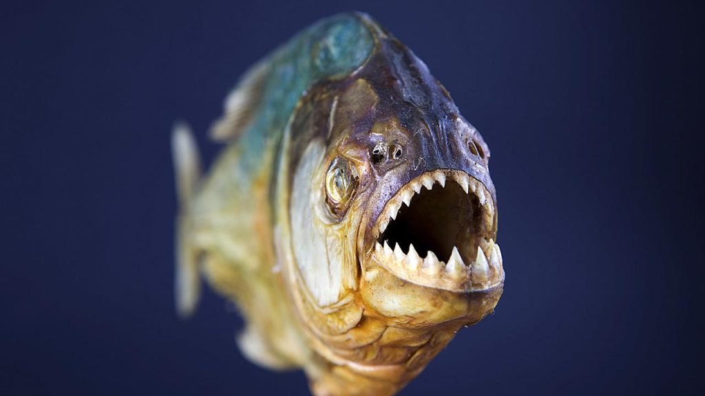 Μαζική επίθεση πιράνχα στην Αργεντινή: Πάνω από 40 τραυματίες και ένας ακρωτηριασμός