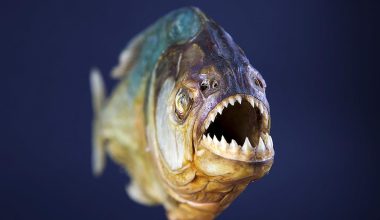 Μαζική επίθεση πιράνχα στην Αργεντινή: Πάνω από 40 τραυματίες και ένας ακρωτηριασμός