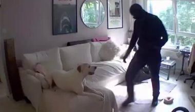 Βίντεο: Ληστής παίζει με τον σκύλο του σπιτιού στο οποίο μπήκε για να κλέψει!