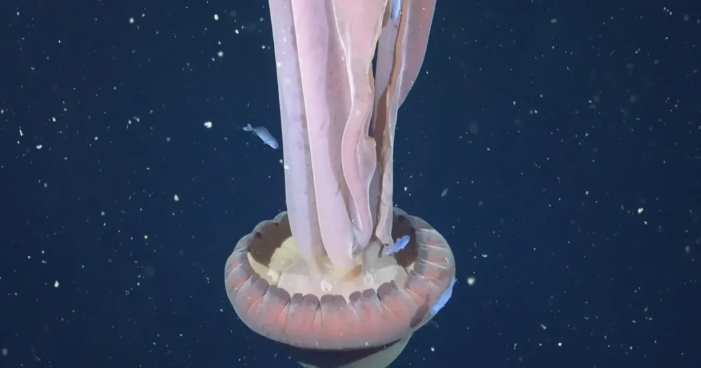 Επιστήμονες κατέγραψαν για πρώτη φορά μετά από πολλά χρόνια γιγάντια μέδουσα – «φάντασμα»: Δείτε βίντεο