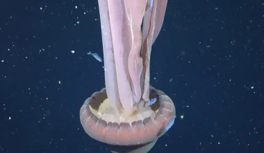 Επιστήμονες κατέγραψαν για πρώτη φορά μετά από πολλά χρόνια γιγάντια μέδουσα – «φάντασμα»: Δείτε βίντεο