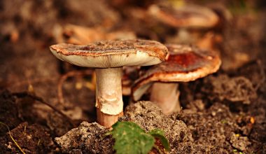 Καλιφόρνια: Τέσσερις νεκροί από δηλητηριώδη μανιτάρια – Τρεις χρειάστηκαν μεταμόσχευση ήπατος