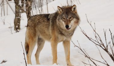 Αυτές είναι οι 18 χώρες με τον μεγαλύτερο πληθυσμό λύκων στον κόσμο