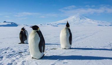 Χάρη στο Starlink πραγματοποιήθηκε η πρώτη ζωντανή μετάδοση από το «τείχος του πάγου» στην Ανταρκτική