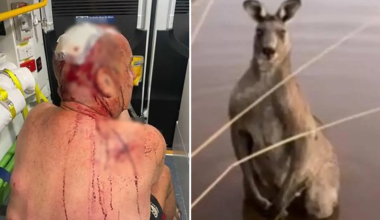 Αυστραλία: Συνταξιούχος δέχθηκε άγρια επίθεση από καγκουρό – «Προσπαθούσε να αρπάξει το σκύλο μου» (βίντεο)