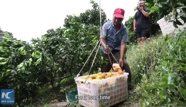 Βίντεο: Drones μεταφέρουν πορτοκάλια από τα βουνά της Κίνας!