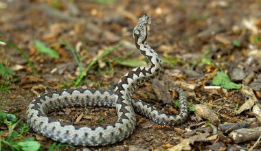 Λίγα δευτερόλεπτα αρκούν: Δείτε πώς επιτίθεται μια οχιά (βίντεο)