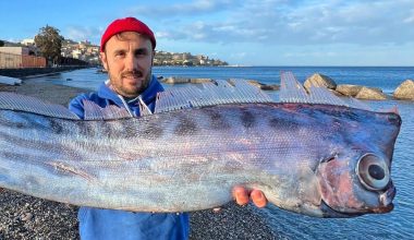 Σπάνιο ψάρι που «μοιάζει σαν να βγήκε από τη μυθολογία» ξεβράστηκε στις ακτές της Σικελίας
