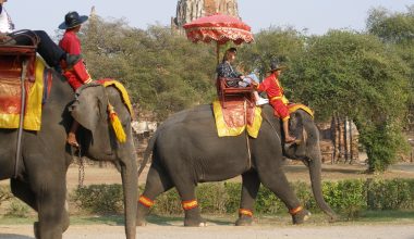 Στην Ταϊλάνδη ξεκίνησαν να εμβολιάζουν με αντισυλληπτικά εμβόλια τους άγριους ελέφαντες