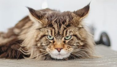 Μόσχα: Γυναίκα έβαλε κατά λάθος τη γάτα της στο… πλυντήριο! – Δείτε βίντεο