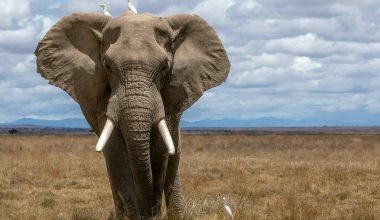 Νέα μελέτη ανατρέπει όσα γνωρίζαμε για τους ελέφαντες: Αυτό είναι το μυστικό της επιδεξιότητάς τους