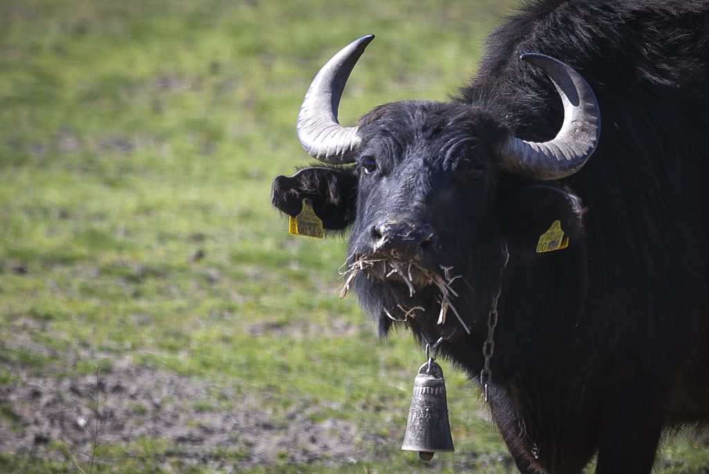 Βίντεο: Βουβάλια απολαμβάνουν το «μπάνιο» τους σε θερμά λουτρά στην Τουρκία
