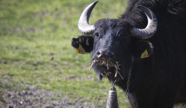 Βίντεο: Βουβάλια απολαμβάνουν το «μπάνιο» τους σε θερμά λουτρά στην Τουρκία