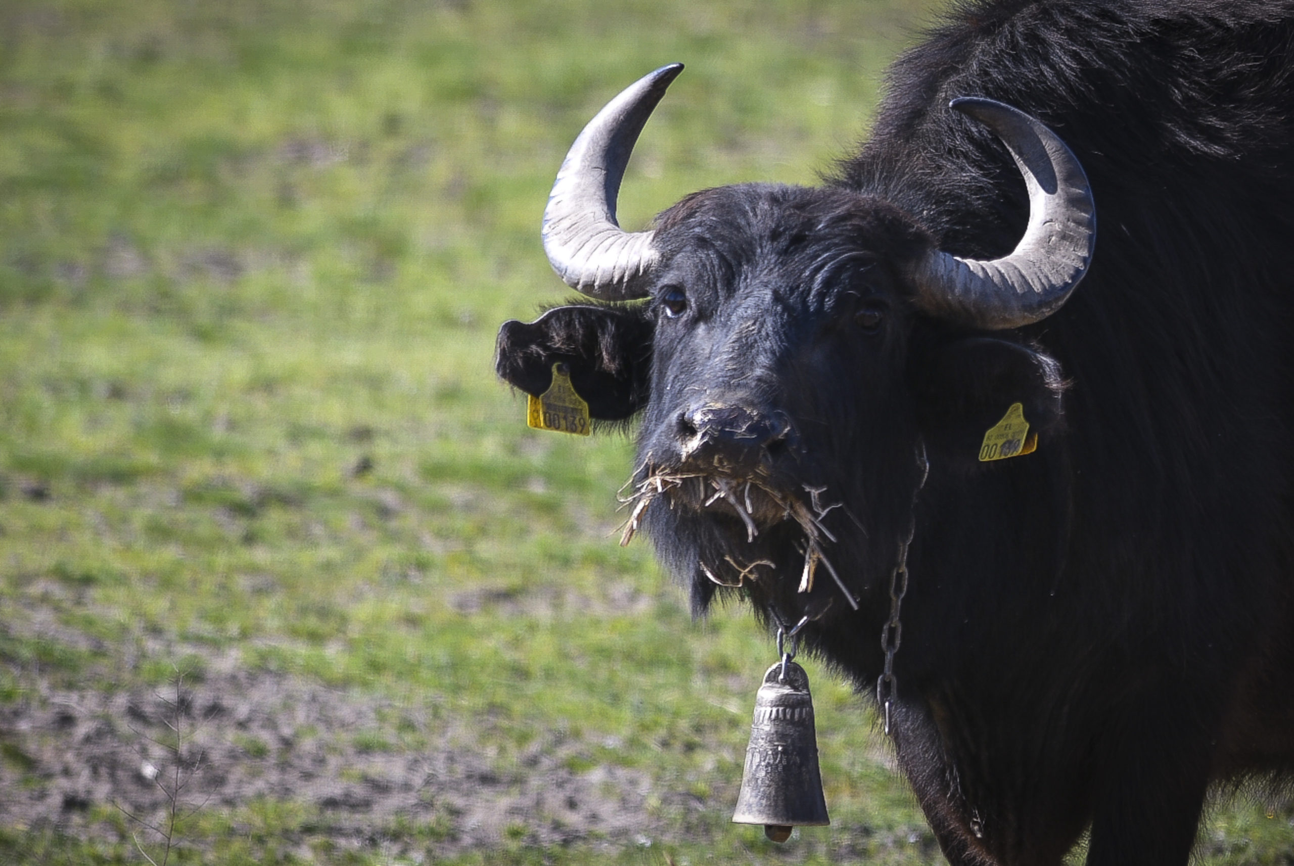 Βίντεο: Βουβάλια απολαμβάνουν το «μπάνιο» τους σε θερμά λουτρά στην Τουρκία