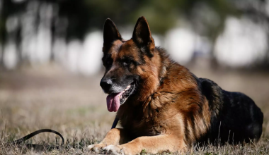 Φθιώτιδα: 65χρονος πυροβόλησε και σκότωσε το κυνηγόσκυλο του γιου του