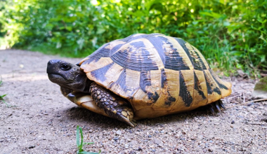 Αρσενικές χελώνες κακοποιούν θηλυκές σε νησί της Μεγάλης Πρέσπας: Τις καβαλούν, τις δαγκώνουν & τις χτυπούν επίμονα