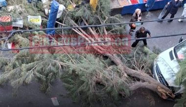 Παραλίγο τραγωδία στον Πειραιά: Mεγάλο δέντρο έπεσε σε λαϊκή αγορά (φωτο)