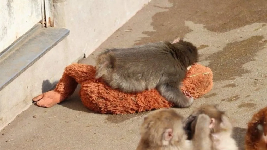 Βίντεο: Πίθηκος στην Ιαπωνία κοιμάται αγκαλιά με λούτρινο ουρακοτάγκο γιατί τον εγκατέλειψε η μητέρα του