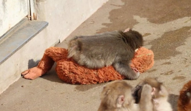 Βίντεο: Πίθηκος στην Ιαπωνία κοιμάται αγκαλιά με λούτρινο ουρακοτάγκο γιατί τον εγκατέλειψε η μητέρα του