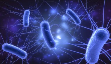 Επιστήμονες δημιούργησαν από βακτήρια E.coli ενώσεις με αντικαρκινικές και αντιφλεγμονώδεις ιδιότητες