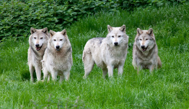 Ζαγόρι: Αγέλη λύκων εμφανίστηκε σε μικρή απόσταση από τα σπίτια (βίντεο)