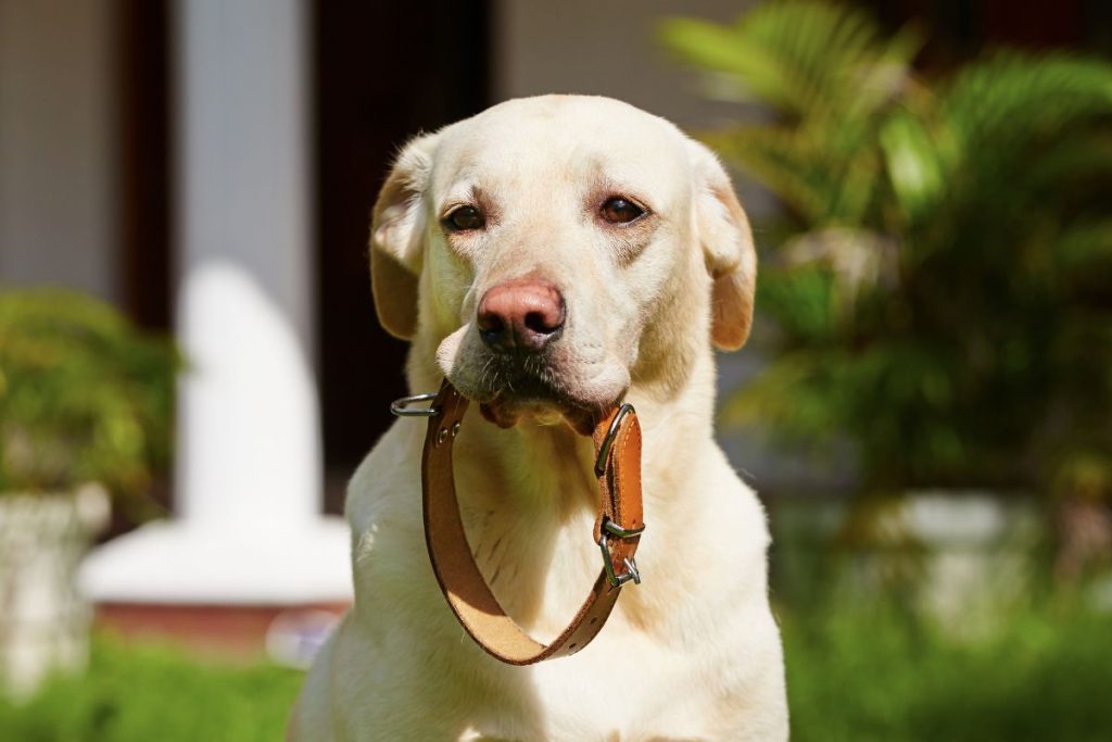 Κι όμως τα πρώτα περιλαίμια σκύλων με καρφιά φτιάχτηκαν στην αρχαία Ελλάδα!