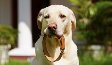 Κι όμως τα πρώτα περιλαίμια σκύλων με καρφιά φτιάχτηκαν στην αρχαία Ελλάδα!