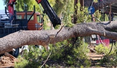 Οι θυελλώδεις άνεμοι «σάρωσαν» τη Θεσσαλονίκη: Δεκάδες πτώσεις δέντρων και αντικειμένων (φώτο)