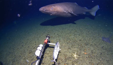 Βίντεο: Για πρώτη φορά καταγράφηκε σπάνιος καρχαρίας στα παγωμένα νερά της Ανταρκτικής