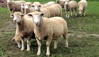 Νιγηριανοί επιχείρησαν να εισέλθουν στην Ισπανία μεταμφιεσμένοι σε… πρόβατα!