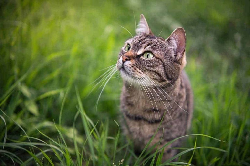 Kίνα: H γάτα που «τρέλανε» τα social media – Έχει τρία χρώματα στα μάτια της! (βίντεο)