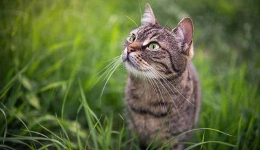 Kίνα: H γάτα που «τρέλανε» τα social media – Έχει τρία χρώματα στα μάτια της! (βίντεο)