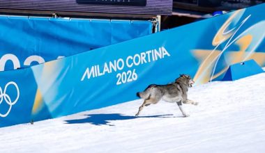 «Έκλεψε» τις εντυπώσεις: Τσεχοσλοβάκικο λυκόσκυλο εισέβαλε σε πίστα σκι στους Χειμερινούς Ολυμπιακούς (βίντεο)