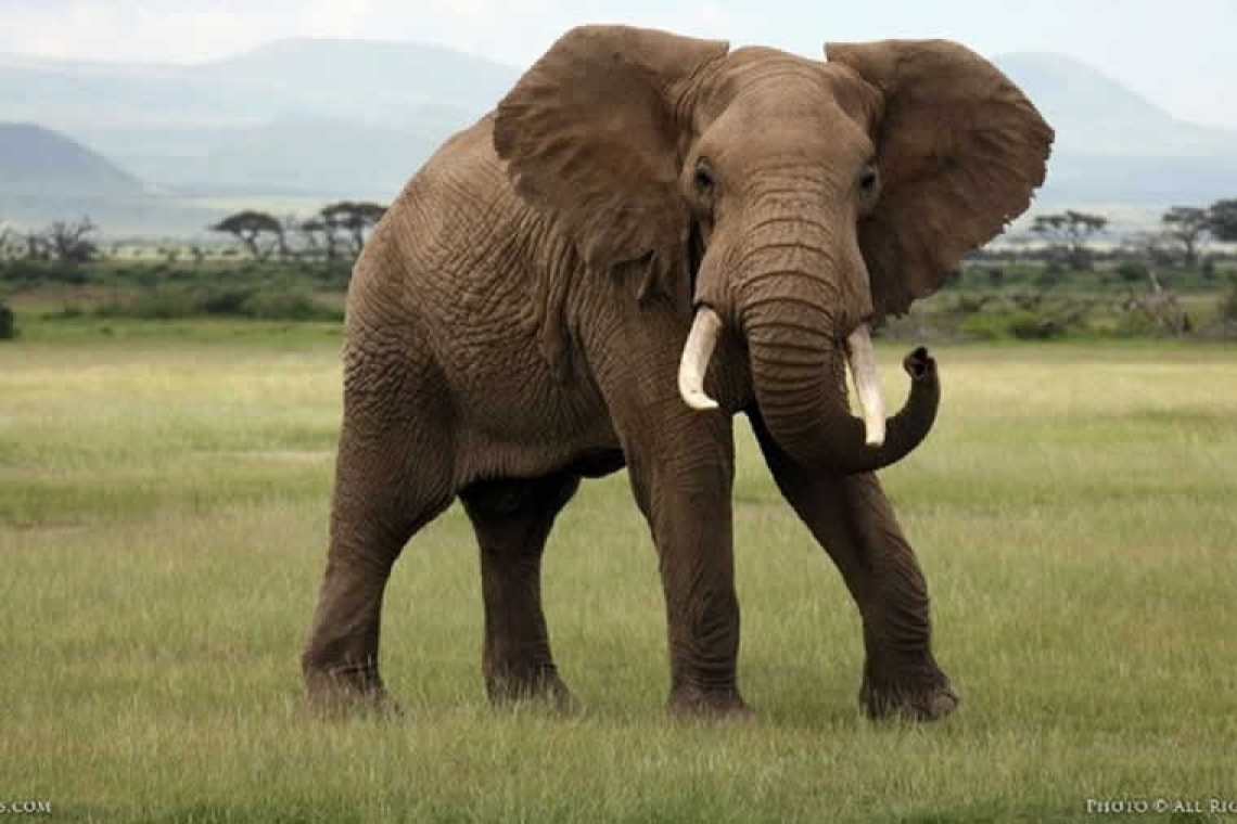 Βίντεο: «Έξαλλος» ελέφαντας που τον διέκοψαν κατά το ζευγάρωμα επιτέθηκε στον ιδιοκτήτη του και διέλυσε οχήματα