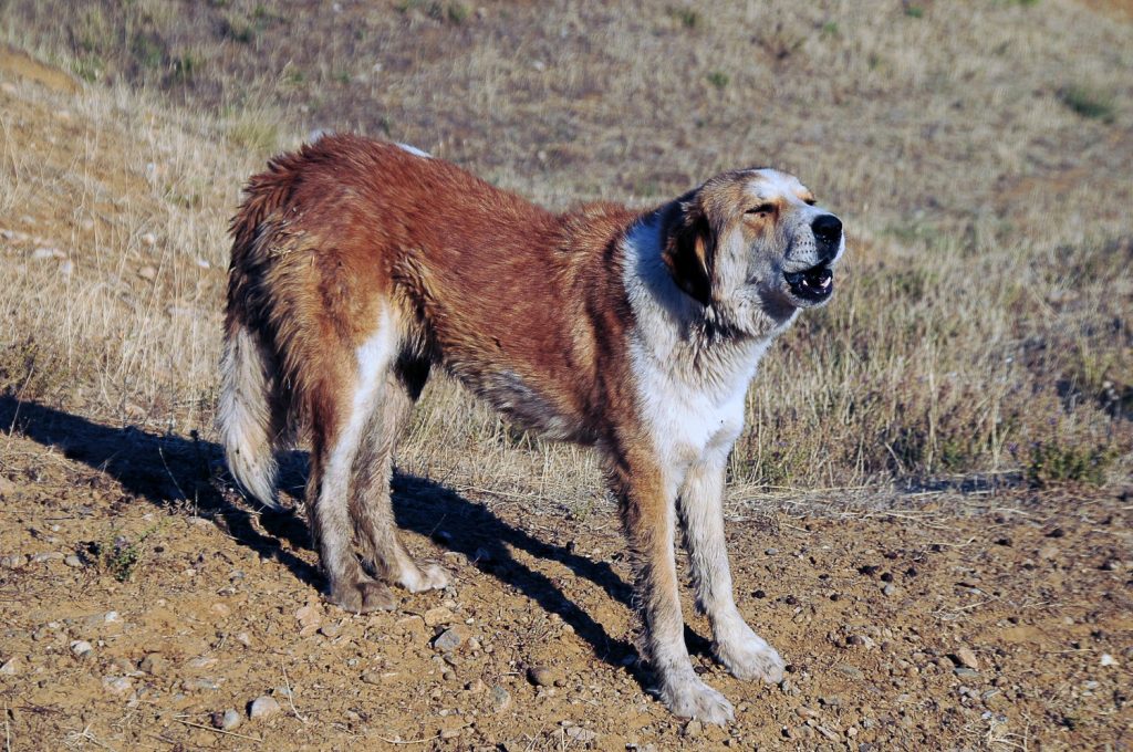 Εφιαλτικές στιγμές για άνδρα στη Μαγούλα: Η στιγμή που του επιτίθεται τσοπανόσκυλο (βίντεο)