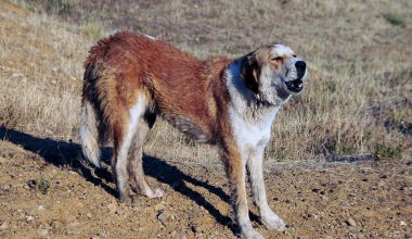 Εφιαλτικές στιγμές για άνδρα στη Μαγούλα: Η στιγμή που του επιτίθεται τσοπανόσκυλο (βίντεο)