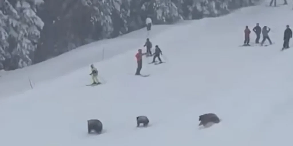 ΗΠΑ: Η στιγμή που σκιέρ έρχονται αντιμέτωποι με ομάδα αρκούδων! – Δείτε βίντεο