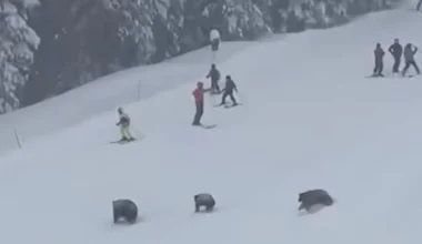 ΗΠΑ: Η στιγμή που σκιέρ έρχονται αντιμέτωποι με ομάδα αρκούδων! – Δείτε βίντεο