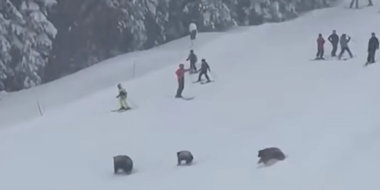 ΗΠΑ: Η στιγμή που σκιέρ έρχονται αντιμέτωποι με ομάδα αρκούδων! – Δείτε βίντεο