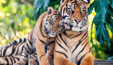 Ταϊλάνδη: Νεκρές 72 τίγρεις σε ζωολογικό πάρκο από μεταδοτικό ιό