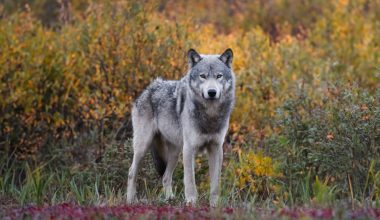 Τατόι: Λύκος επιτέθηκε σε ομάδα περιπατητών στα Βασιλικά Κτήματα!