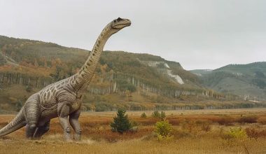 Ανακαλύφθηκε δεινόσαυρος 28 μέτρων στην Κίνα: Τα χαρακτηριστικά του «γίγαντα» της Σιτσουάν