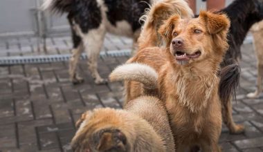 Αγρίνιο: Άγρια επίθεση από αδέσποτα σκυλιά δέχθηκε ιερέας – Μεταφέρθηκε στο νοσοκομείο
