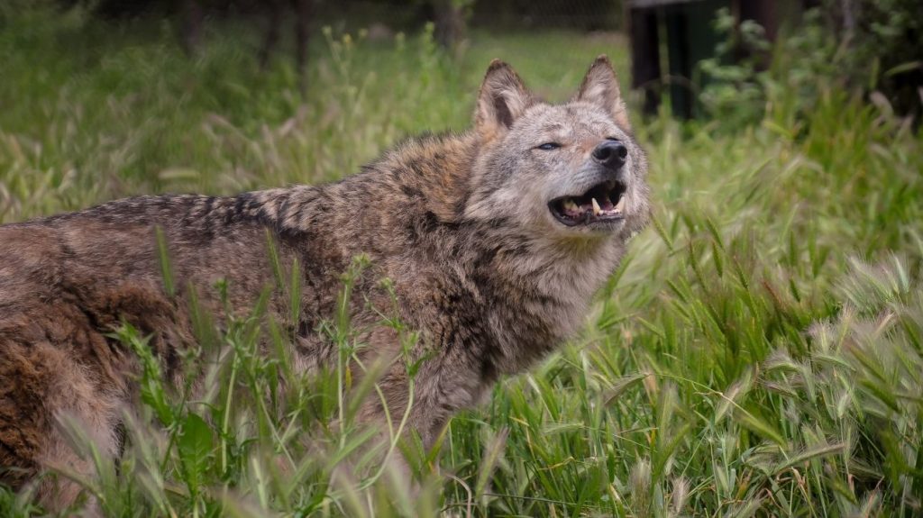 Άνδρας δέχθηκε επίθεση από λύκο στο Τατόι: «Με ακολούθησε, με δάγκωσε και με έγδαρε στη μέση»