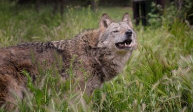 Άνδρας δέχθηκε επίθεση από λύκο στο Τατόι: «Με ακολούθησε, με δάγκωσε και με έγδαρε στη μέση»