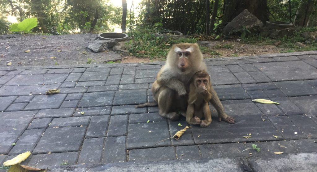 Βίντεο: Η στιγμή που… συμμορία μαϊμούδων στήνει ενέδρα σε άνδρα που μεταφέρει μπανάνες στο Πουκέτ