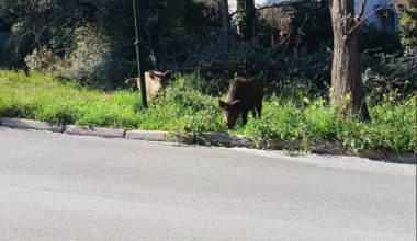 Αγριογούρουνα «κόβουν βόλτες» στην Εκάλη (φώτο)