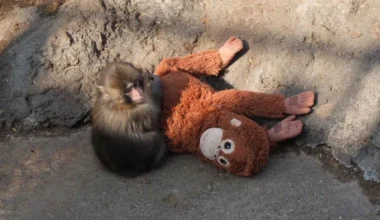 Punch: Ο λόγος που το viral πιθηκάκι δεν αφήνει από την αγκαλιά του το λούτρινο παιχνίδι – Το πείραμα του ’60