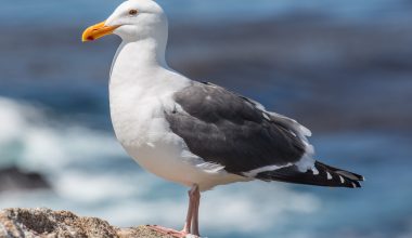 Τουρκία: Δεν τα κατάφερε ο γλάρος που κτυπήθηκε από βολέ σε γήπεδο
